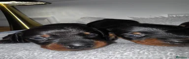 Dachshund Puppy 3