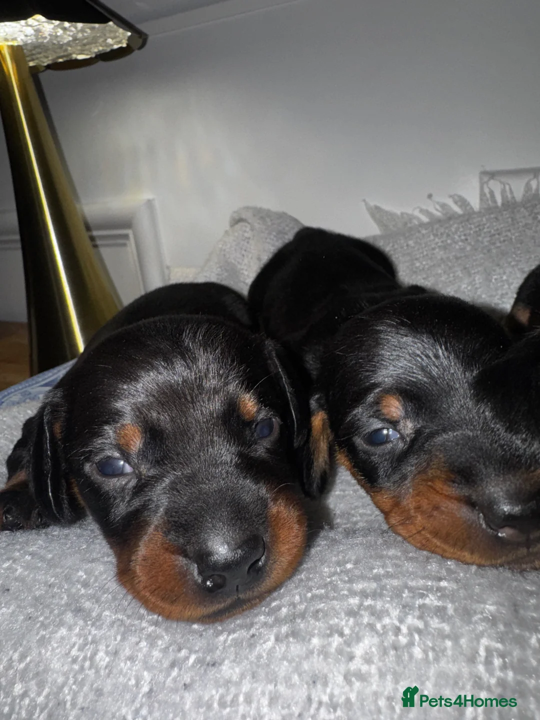 Dachshund dogs for sale: 3 wonderful miniature dachshunds  - Advert 19