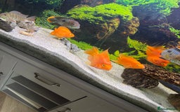 Cichlids fish for sale: Tropical fish  - Image 3
