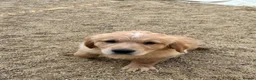 Golden Retriever dogs for sale: Stunning golden retriever puppies  - Advert 2