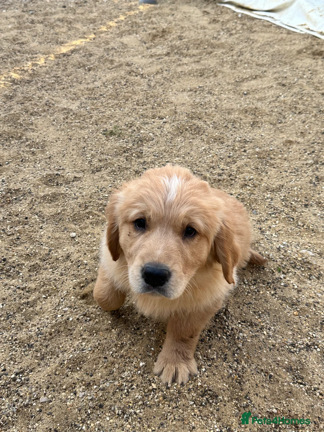 Golden Retriever dogs for sale: Stunning golden retriever puppies  - Advert 2