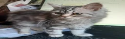 Siberian cats for sale: Absolutely Fabulous Kittens - Advert 8