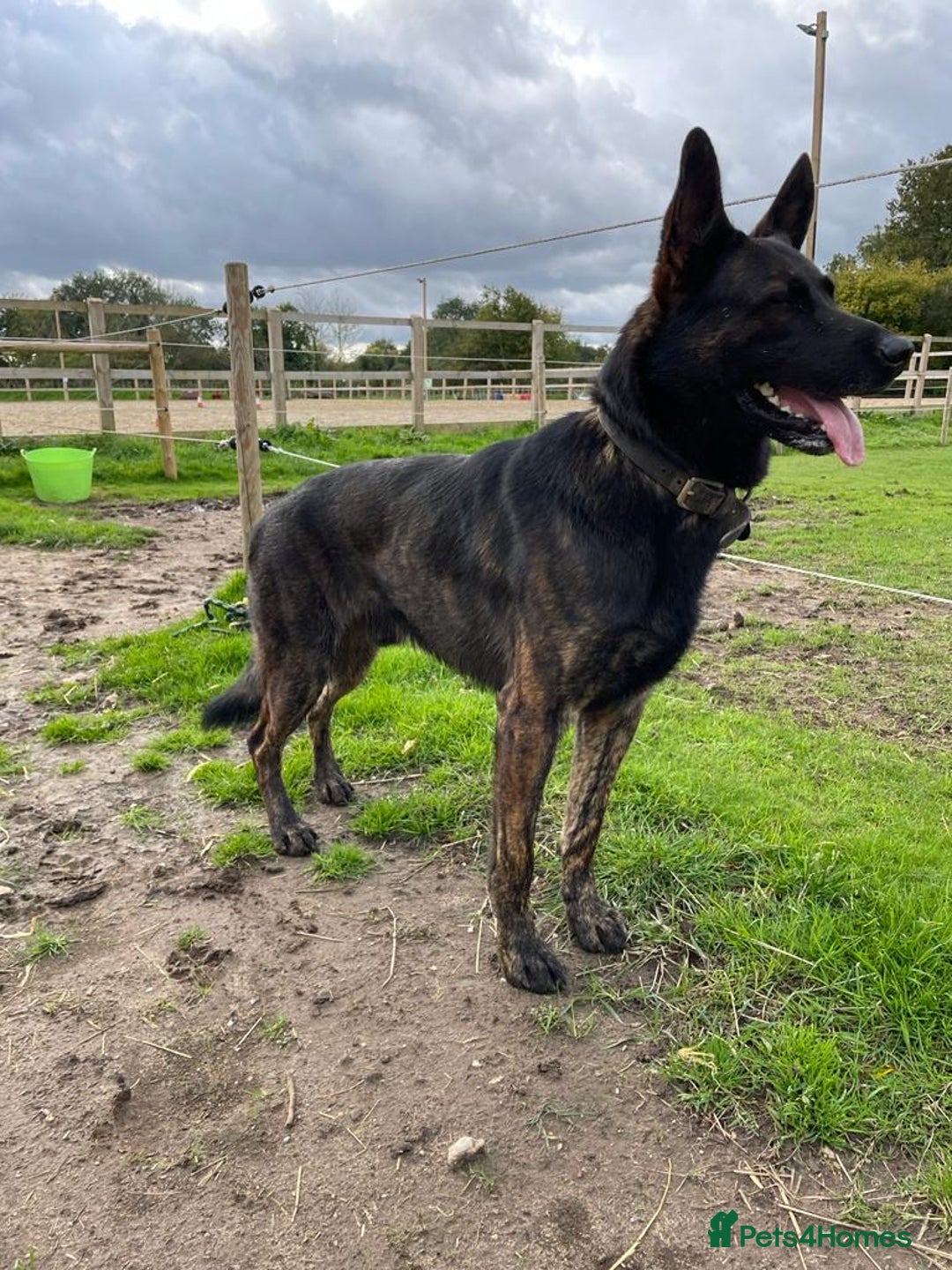 Mixed Breed dogs for sale: German shepherd pups - Advert 15