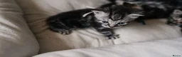 British Shorthair cats for sale: Gorgeous British shorthair tabby litter - Advert 5