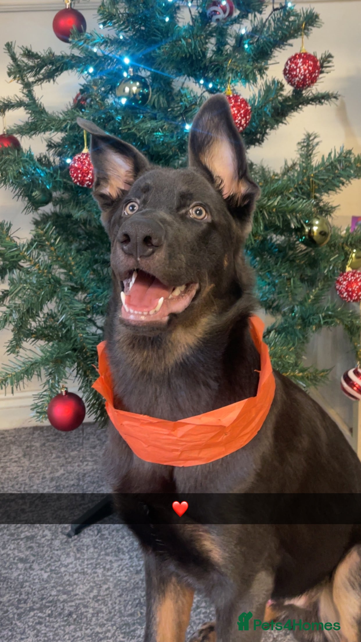 German Shepherd dogs Grey and tan 6 month old german shepherd  - Advert 1