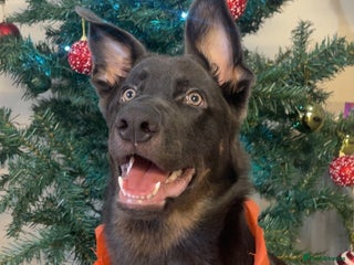 German Shepherd dogs Grey and tan 6 month old german shepherd - Advert 4