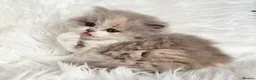 British Shorthair cats for sale: Gorgeous British longhair so loving - Advert 9