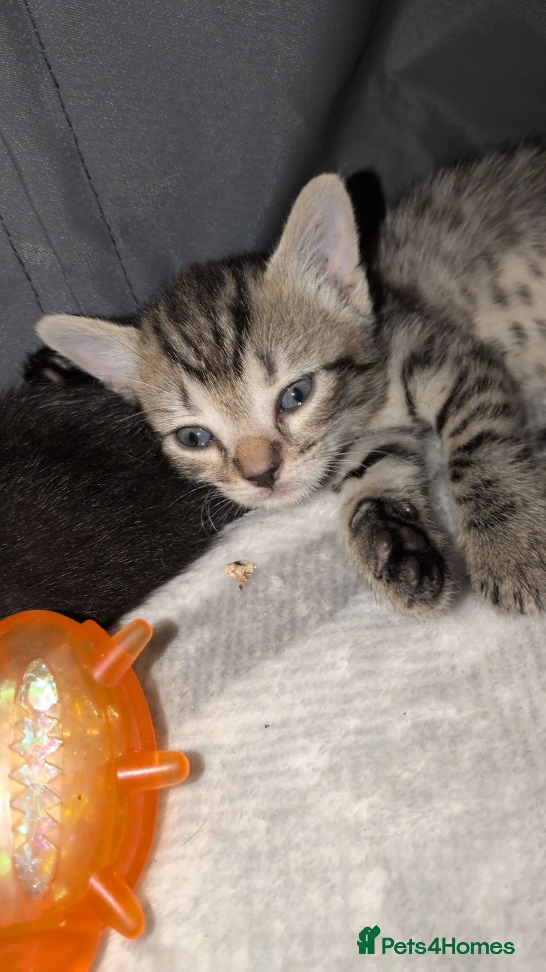 Mixed Breed cats for sale: Female kitten beautiful tabby  in Erskine - Advert 2