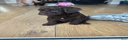 Cockapoo dogs for sale: 1x Chocolate  Female cockapoo  in Bolton - Advert 11