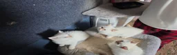 British Shorthair cats for sale: Beautiful British Shorthair girls available   in Basildon - Advert 31