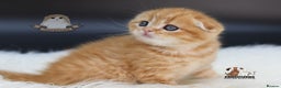 Scottish Fold cats for sale: LICENSED CATTERY, PURE BREED TOP QUALITY KITTENS - Advert 32