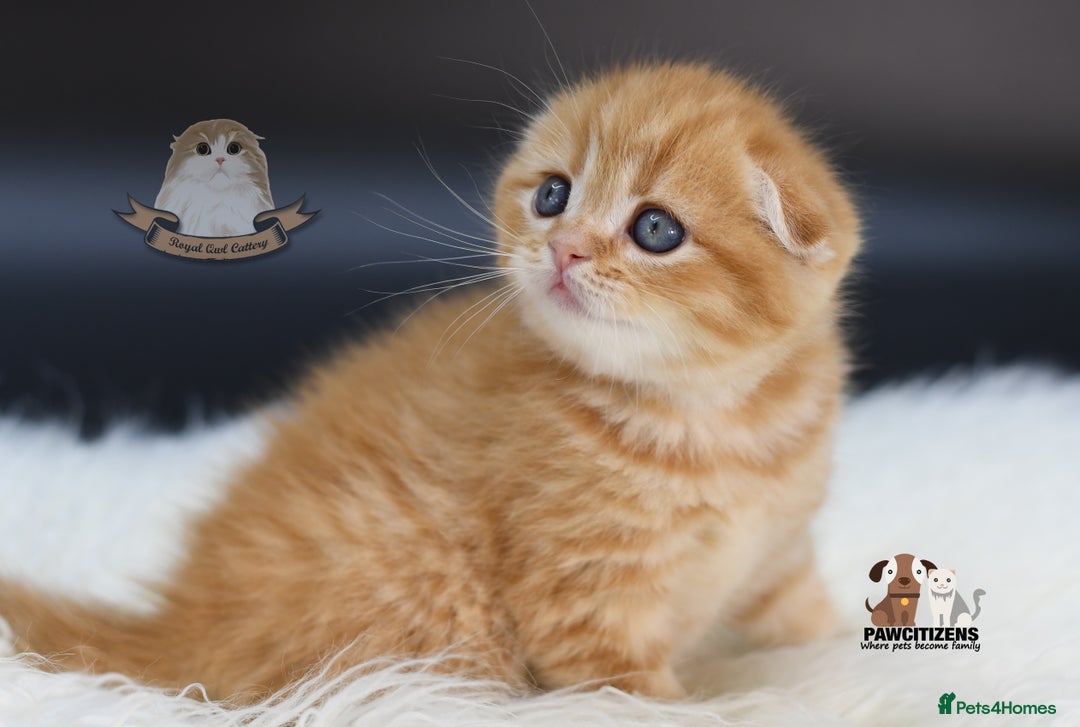 Scottish Fold cats for sale: LICENSED CATTERY, PURE BREED TOP QUALITY KITTENS - Image 7