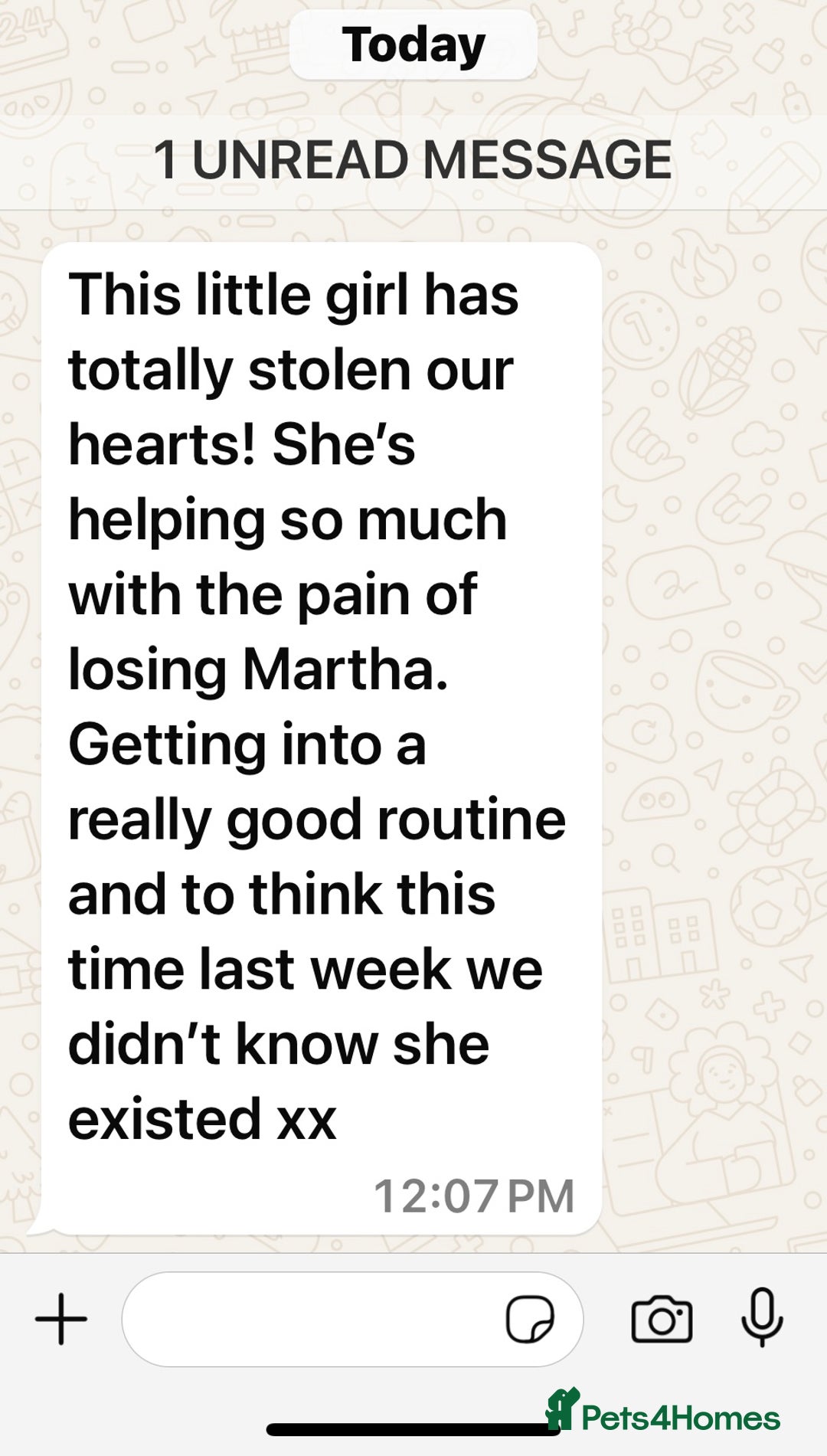 Golden Retriever dogs for sale: Health Tested, champion bloodlines Great with Kids - Advert 30