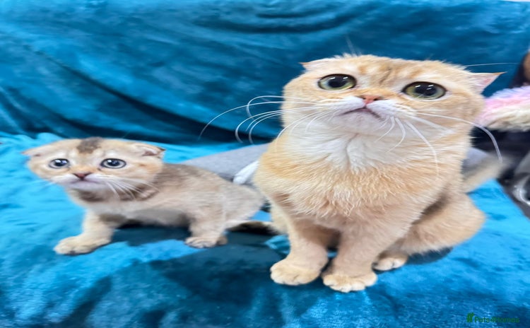 Scottish Fold cats - Advert 8
