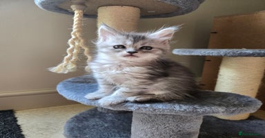 Maine Coon cats - Advert 4