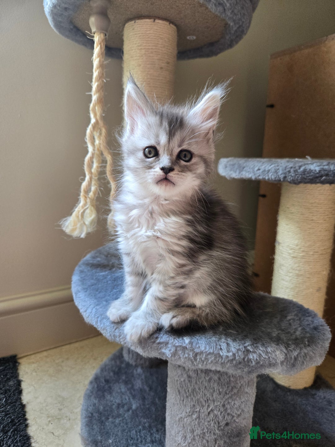 Maine Coon cats for sale: 4 Beautiful GCCF Registered Maine Coon Kittens  - Image 2