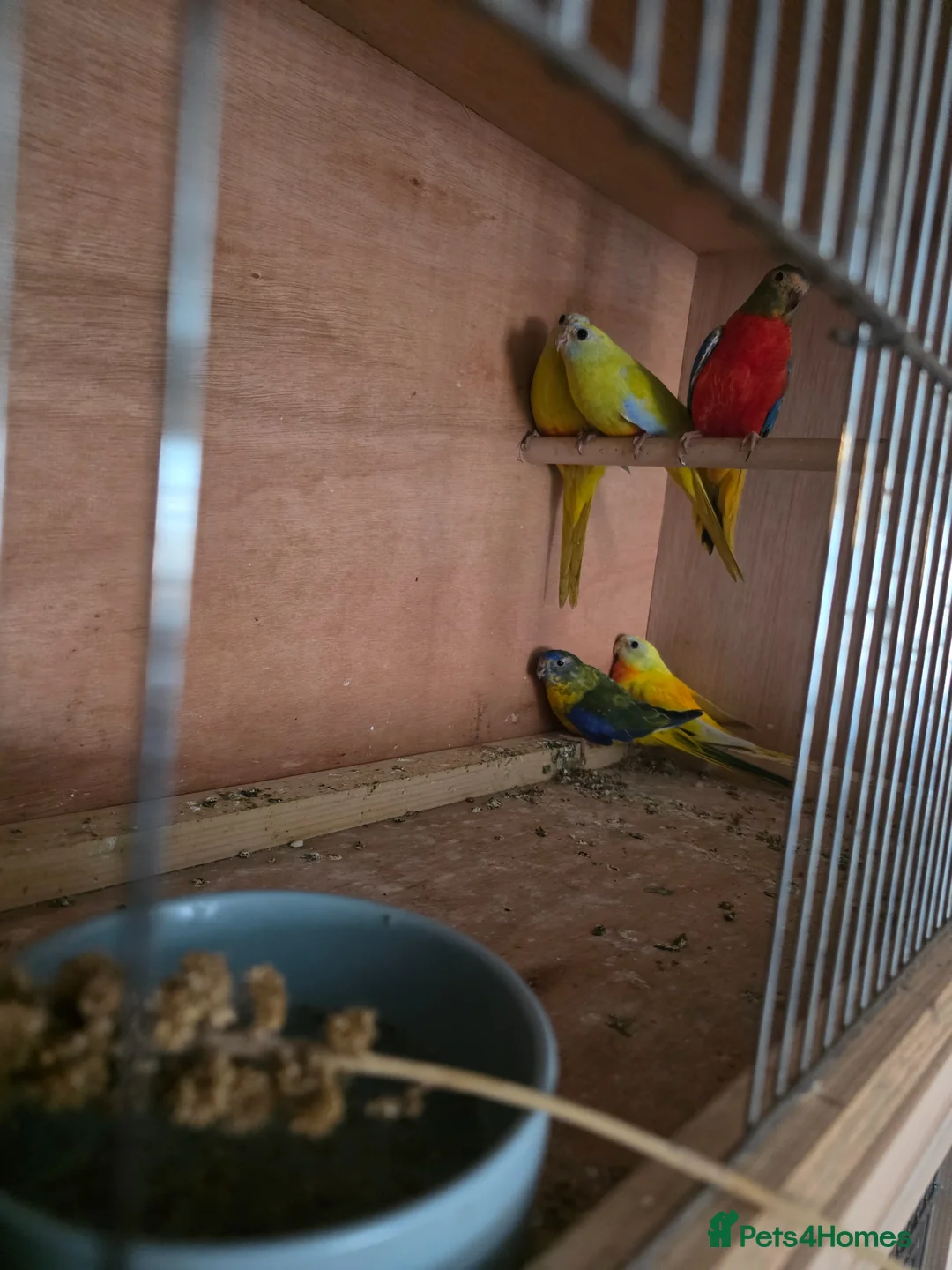 Parakeets birds for sale: Turks  in Chelmsford - Advert 2
