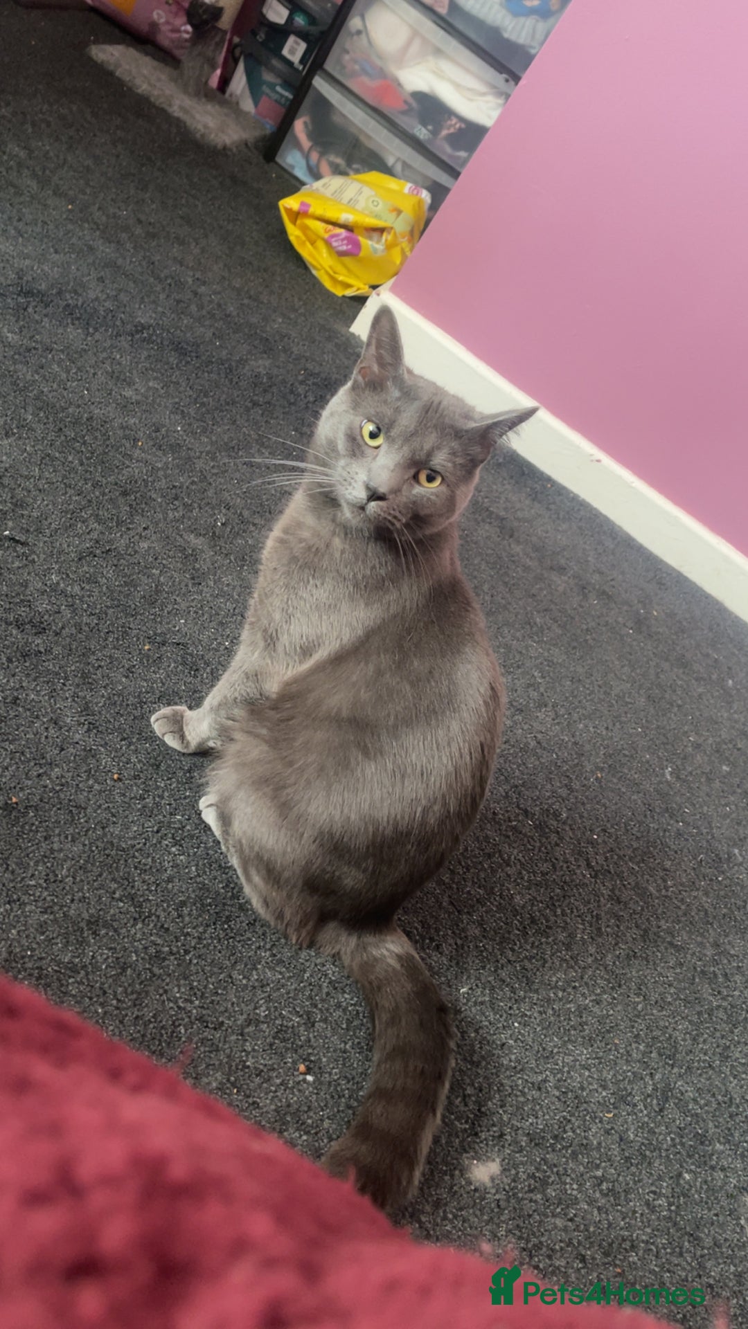 British Shorthair cats for sale: British shorthair - Ash  - Advert 1