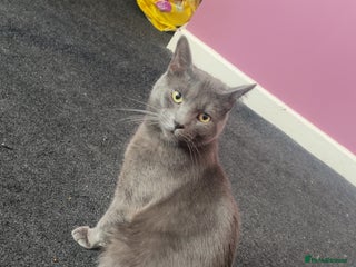 British Shorthair cats British shorthair - Ash - Advert 1