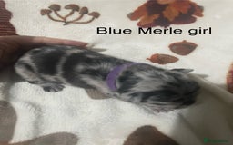 French Bulldog dogs for sale: French bulldog puppies - Image 3