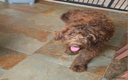 Newfypoo dogs for sale: LAST REMAINING🐾 Beautiful Newfypoo Puppies 🐾 in Doncaster - Image 7