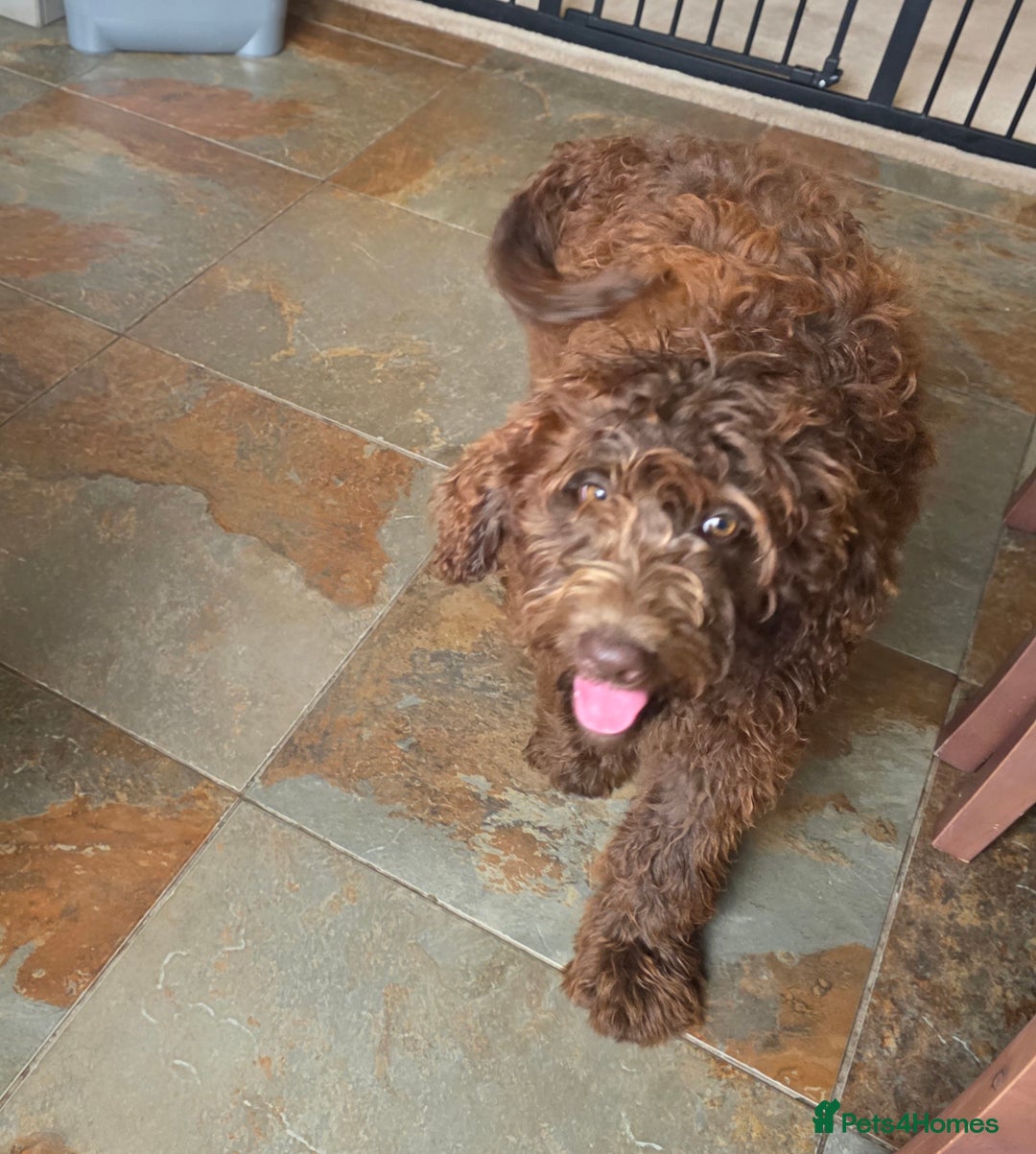 Newfypoo dogs for sale: LAST REMAINING🐾 Beautiful Newfypoo Puppies 🐾 in Doncaster - Image 7