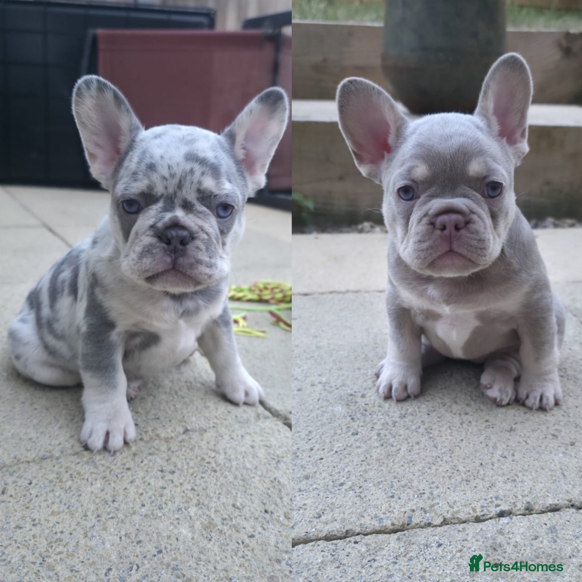 French Bulldog dogs 2x Frenchie girlies 💗New Champagne & Lilac Merle  - Advert 17