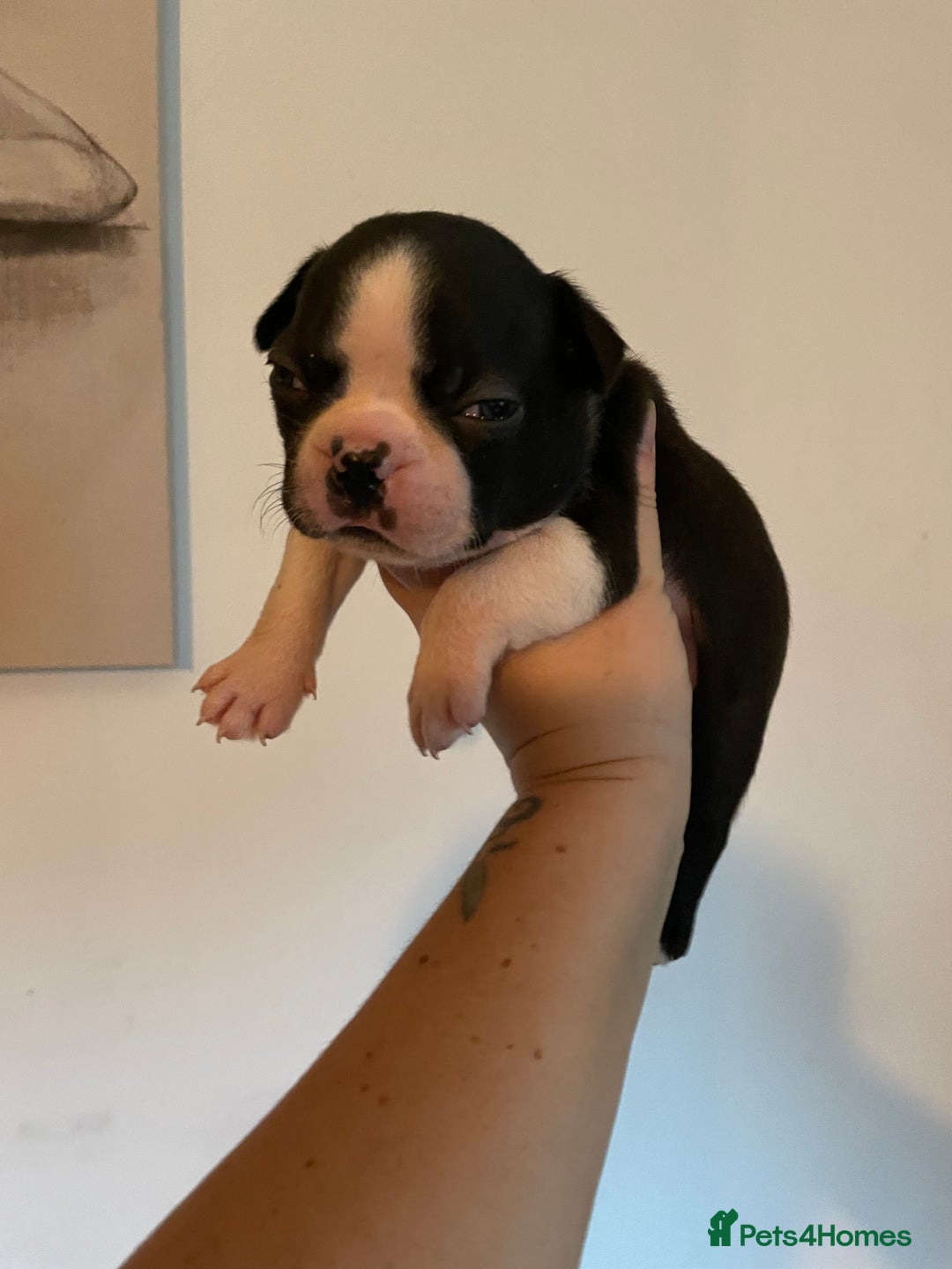 Boston Terrier dogs for sale: 🏡 Ready to Welcome waildax Volk Into Your Home? - Advert 7