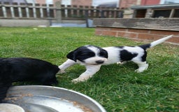 Sprocker dogs for sale: READY NOW !! 3 sprocker spaniels left  👀🏡✨️ in Wakefield - Image 20