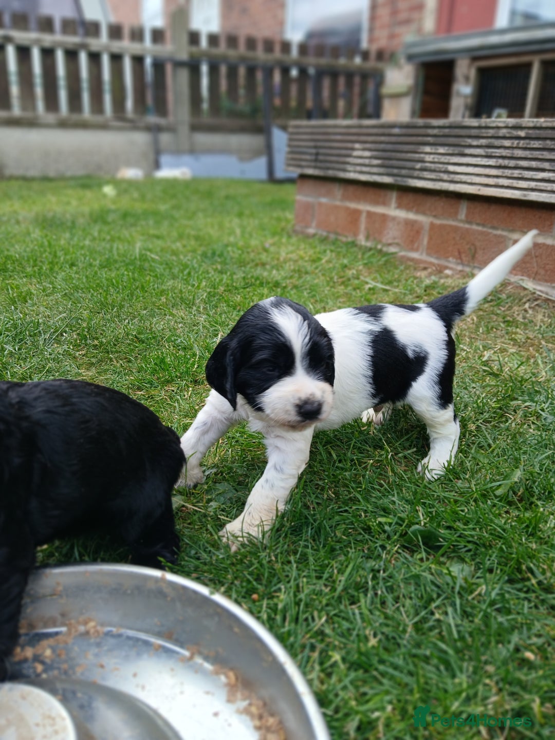 Sprocker dogs for sale: READY NOW !! 3 sprocker spaniels left  👀🏡✨️ in Wakefield - Image 20