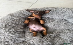 Dachshund dogs for sale: Miniature Daschund  - Image 6