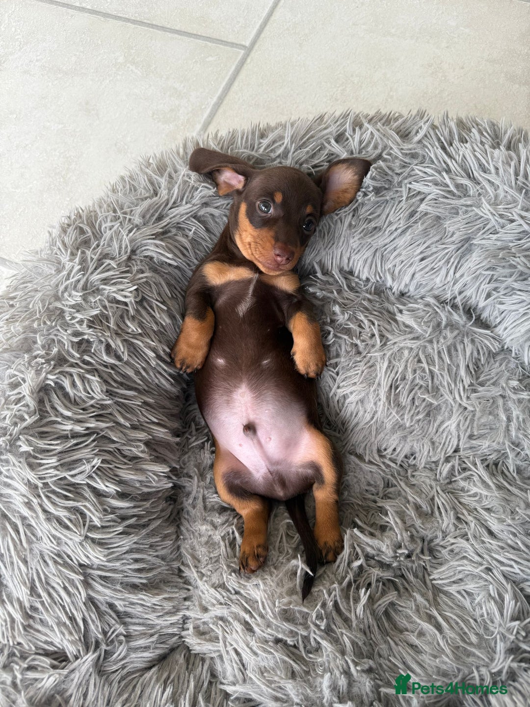 Dachshund dogs for sale: Miniature Daschund  - Image 6