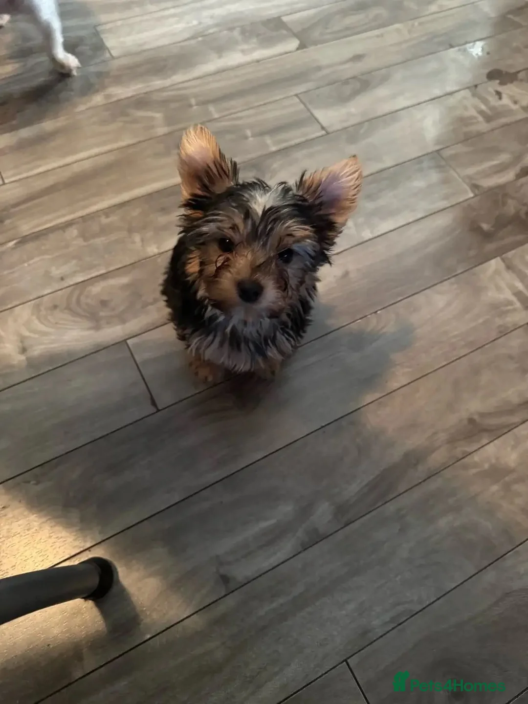 Yorkshire Terrier dogs for sale: Yorkshire Terrier pups available for sale in Neath - Advert 3