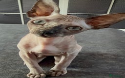 Sphynx cats for sale: Spynx kitten  - Image 3