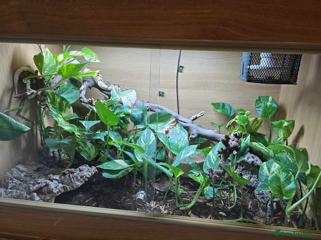 Python Snake reptiles for sale: Ball python  - Advert 2