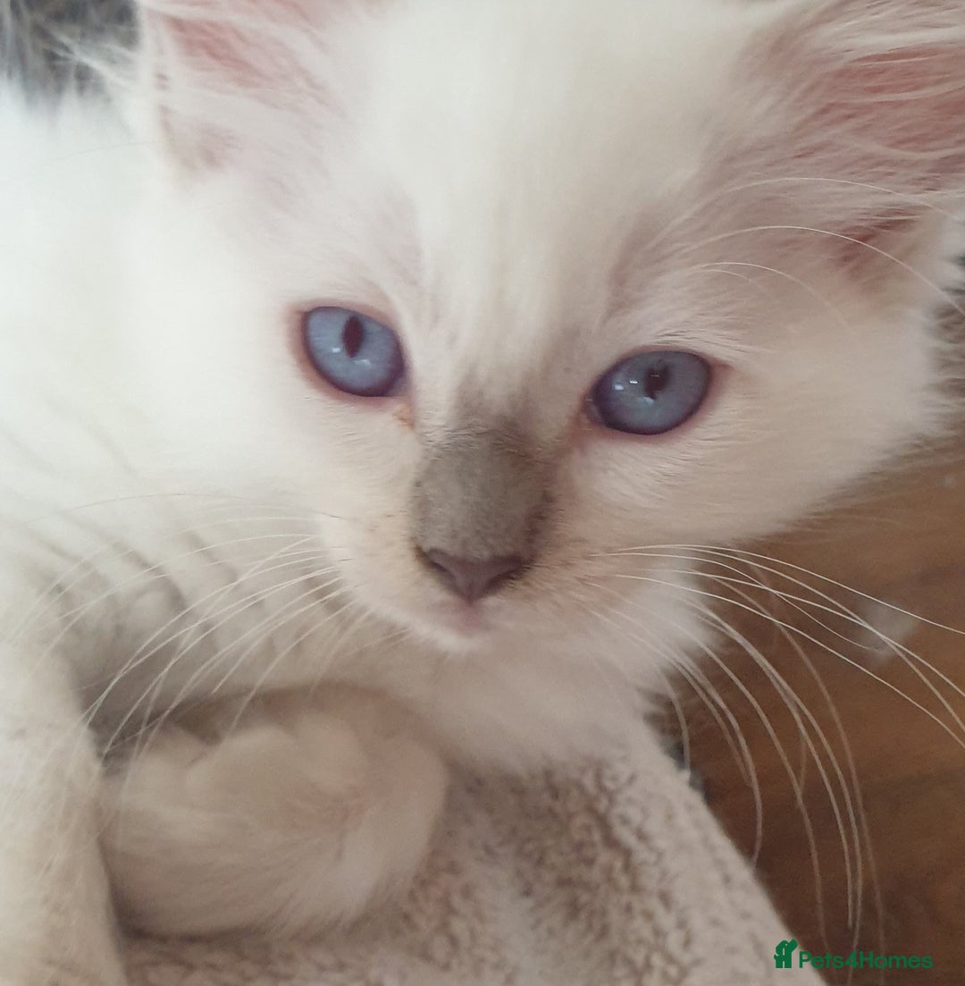 Ragdoll cats for sale: Beautiful GCCF lilac and Cream Point kittens - Image 31