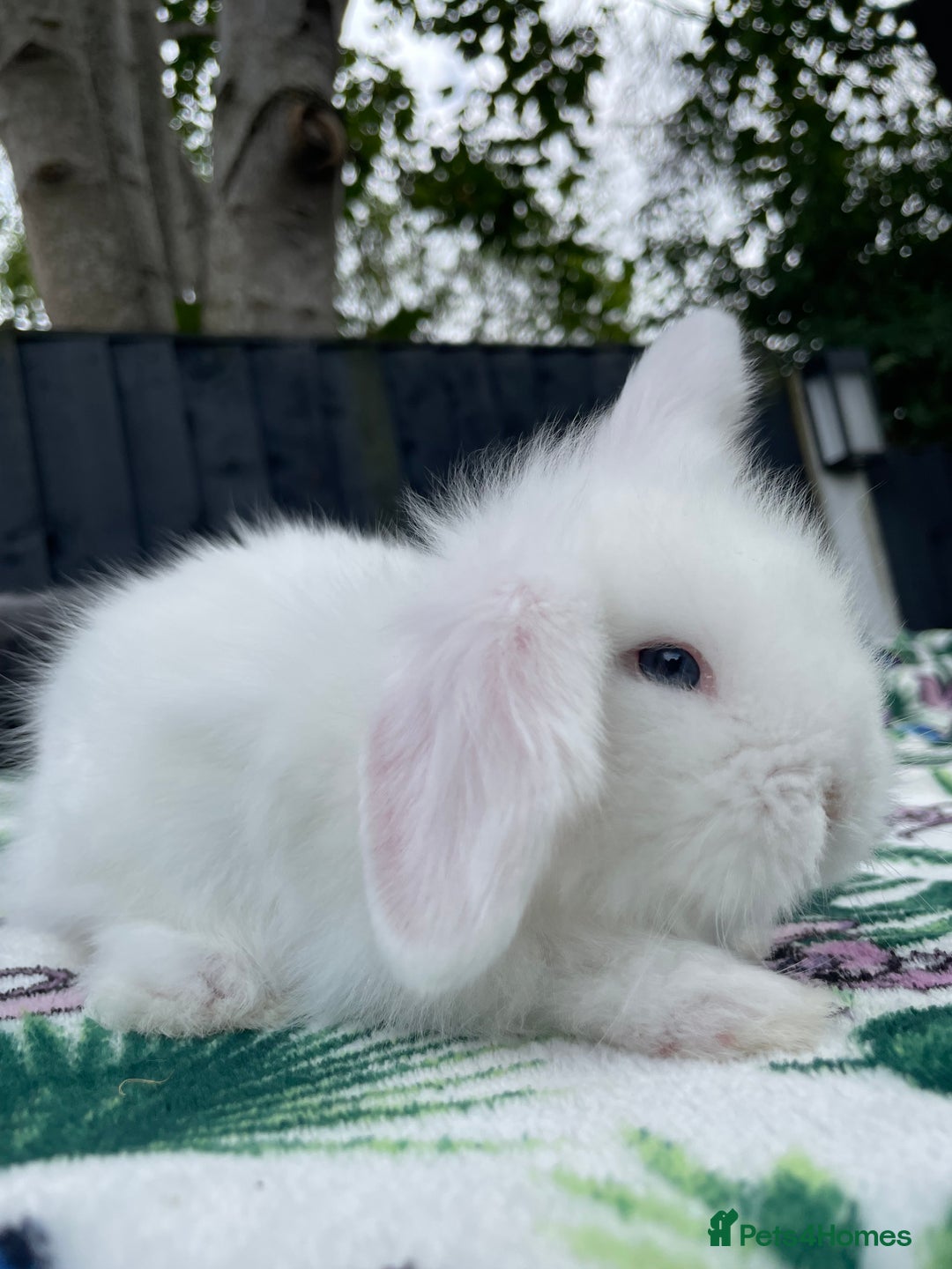 Mini Lion Lop rabbits for sale: EUROPEAN TEDDYWIDDER BABIES  - Image 11