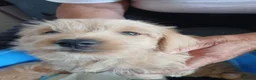 Jackapoo dogs for sale: Cockapoo puppy in Witney - Advert 12