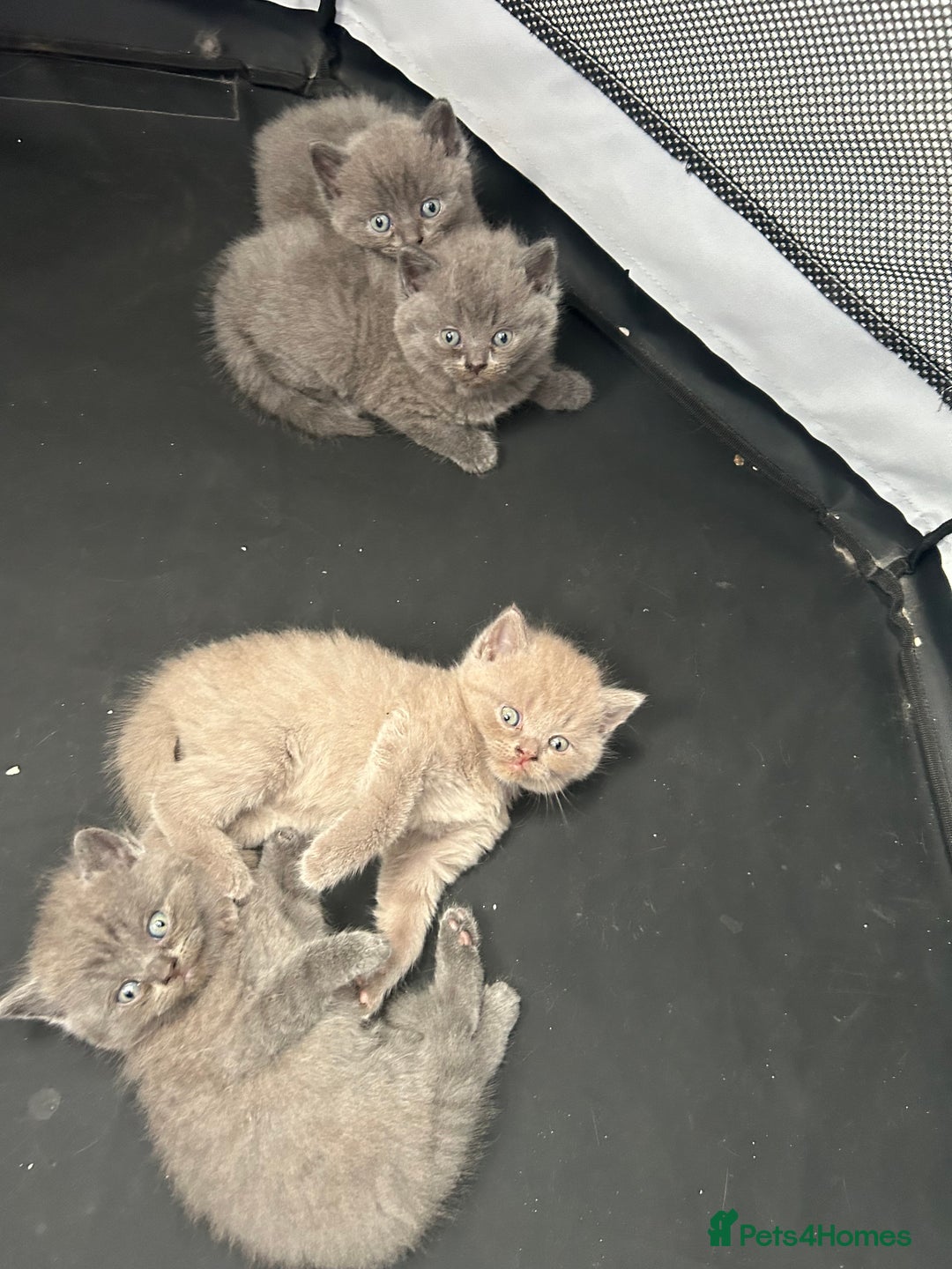 British Shorthair cats for sale: British shorthair kittens  - Image 1