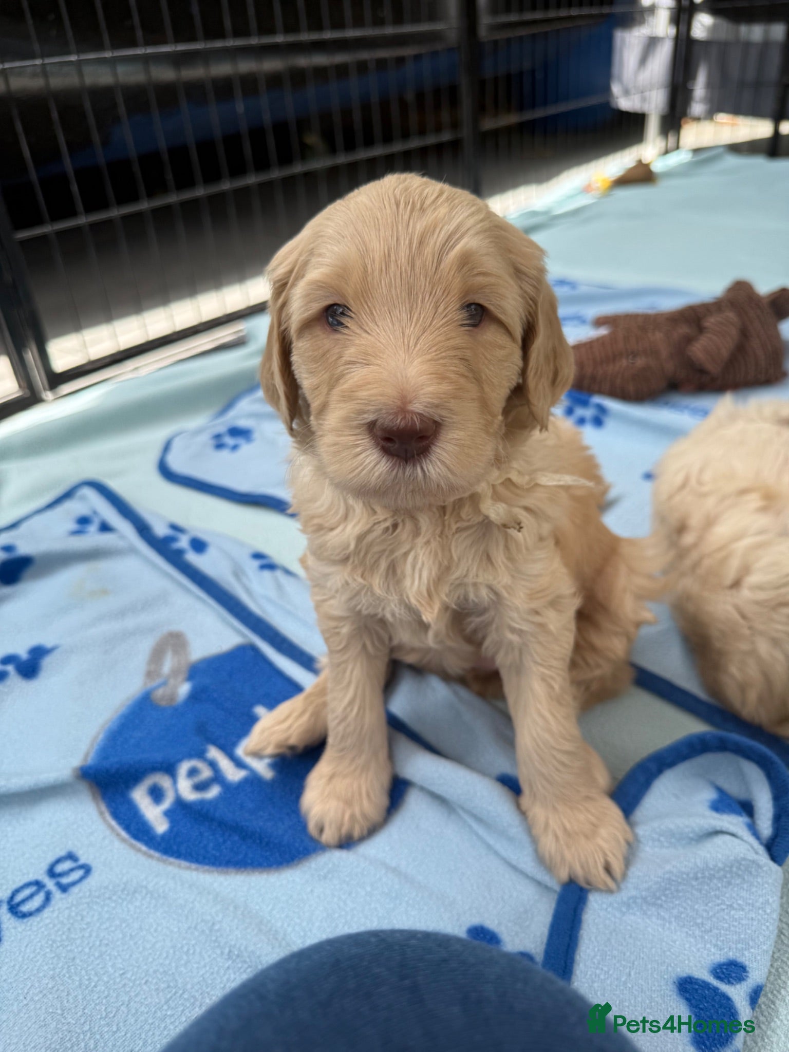 Mixed Breed dogs Multigeneration Cream/Apricot Double Labradoodles  - Advert 1