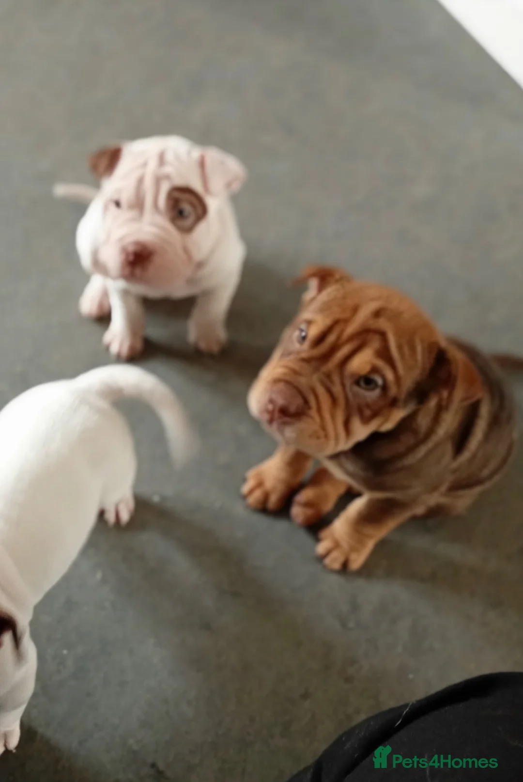Mixed Breed dogs for sale: Beautiful Bull-Pei puppies  - Advert 19