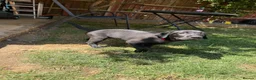 Labrador Retriever dogs for sale: 4 gorgeous Labrador puppies  - Advert 7