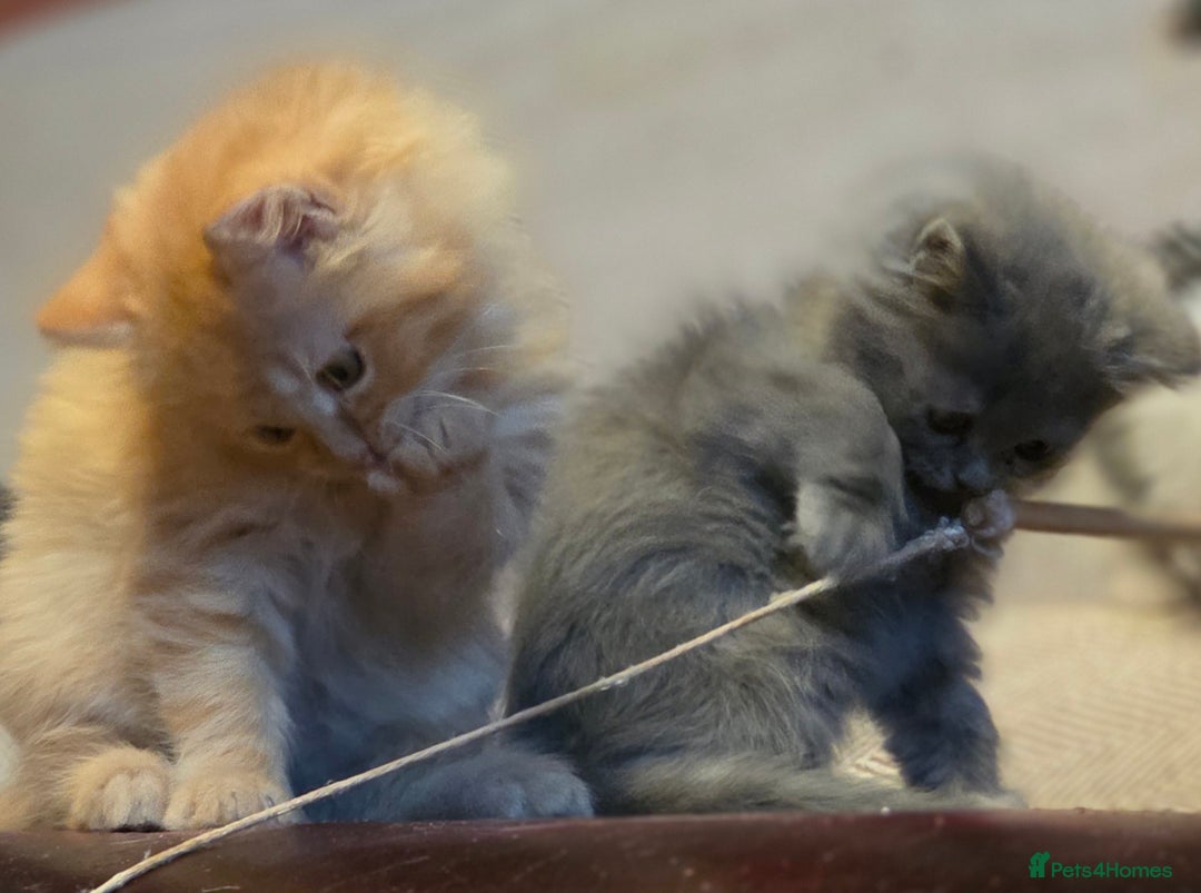Persian cats for sale: Persian  - Image 28