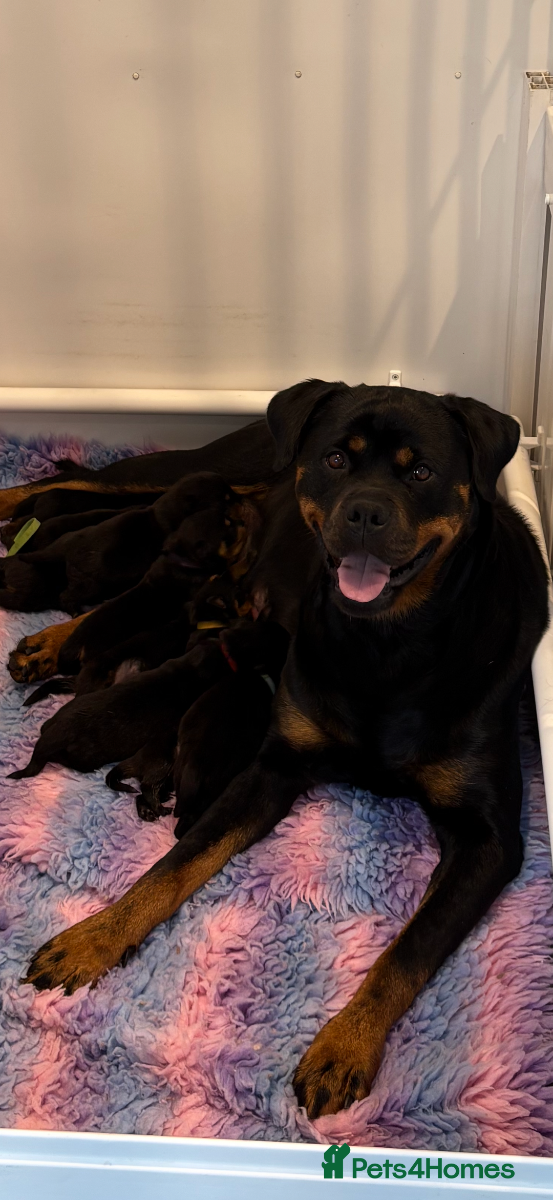 Rottweiler dogs for sale: Beautiful Rottweiler litter  - Image 5