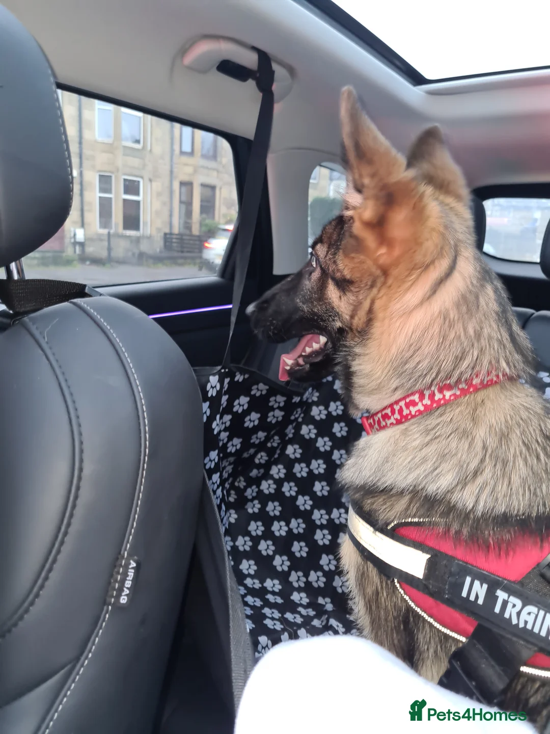 German Shepherd dogs for sale: 6 month old german shepherd for sale - Advert 4