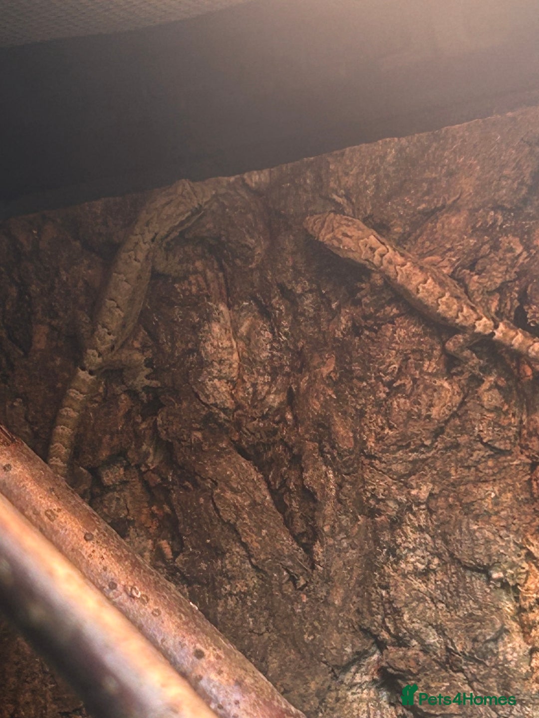 Gecko reptiles for sale: 4 mourning geckos for sale with enclosure  - Advert 2