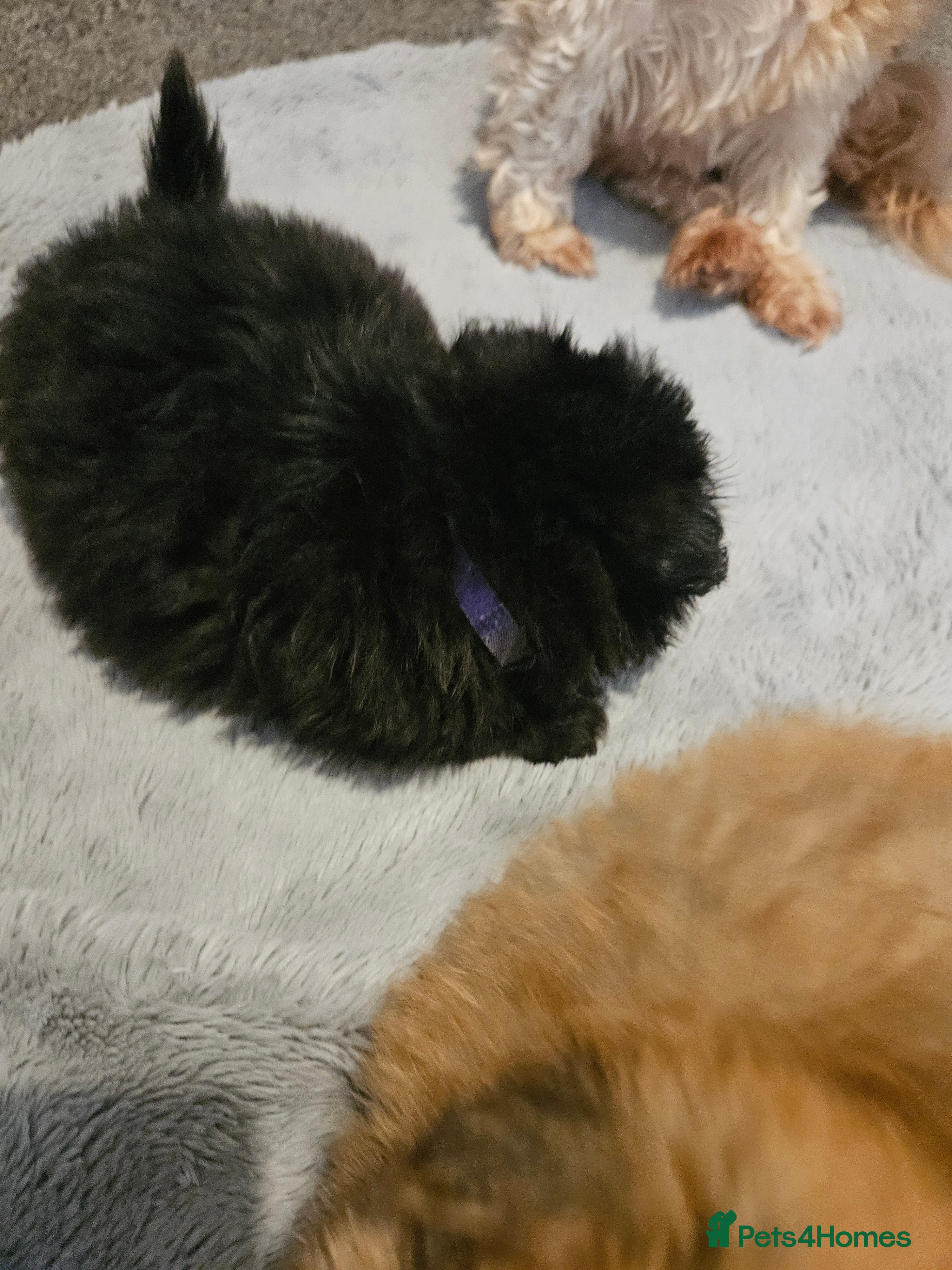 Mixed Breed dogs Stunning mixed poms  - Advert 2