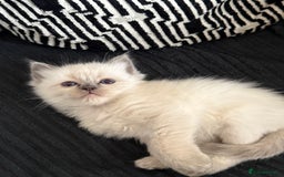 Ragdoll cats for sale: Beautiful purebred Ragdoll kittens  - Image 11