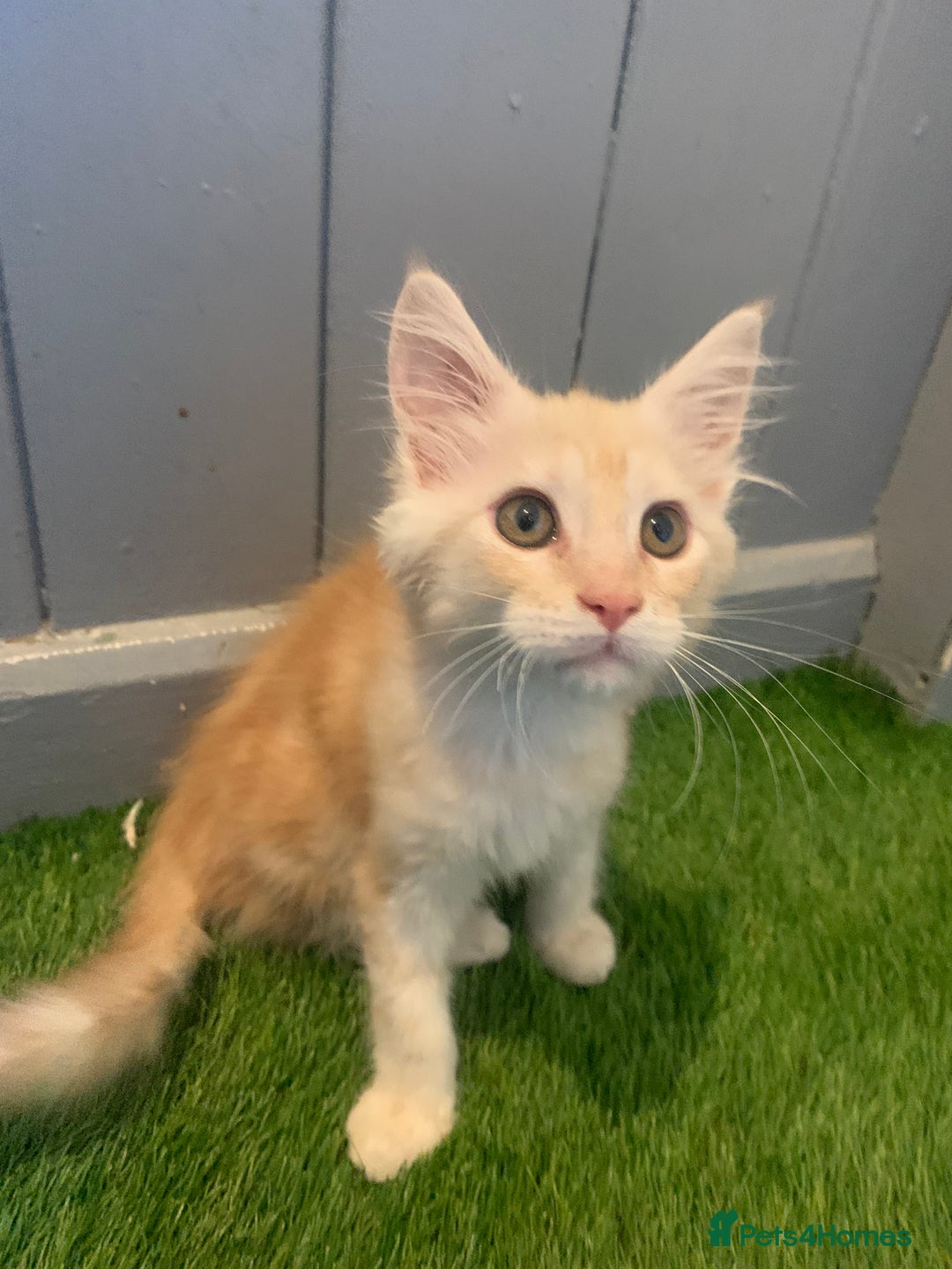 Maine Coon cats for sale: Beautiful Maine Coon Kittens  - Advert 7