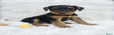 Airedale Terrier Puppy 2